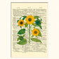 Sunflower Dictionary Print